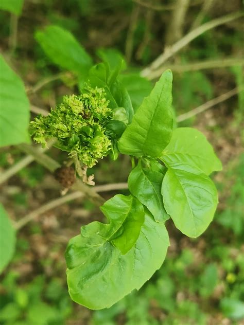 Ash Flower Gall Mite From Connellsville Pa Usa On June