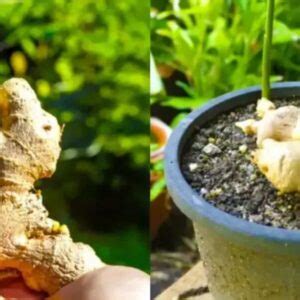 Aquí se explica cómo cultivar fácilmente jengibre en casa para tenerlo