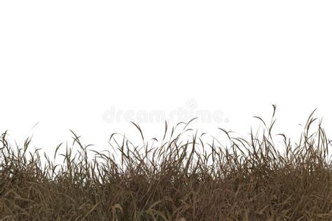 Dry Grass Isolated On White Background Stock Illustration Illustration Of Straw Grass 164514891