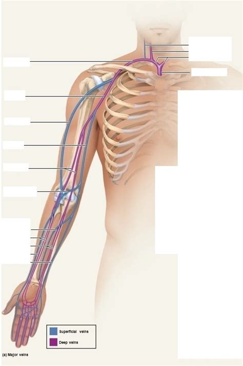 Upper Limb Veins Diagram Quizlet