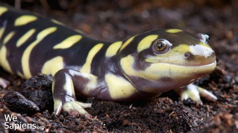 Tiger Salamander Ambystoma Tigrinum Salamander Tiger Salamander