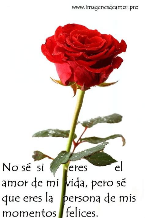 Rosas Con Frases De Amor Y Amistad Para Dedicar A Mi Novio Novia