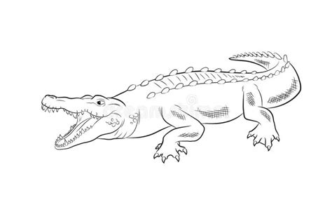 Crocodile Drawing Outline