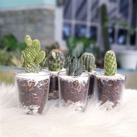 Jual Terrarium Kaktus Sukulen Tanaman Hias Mini Di Seller The Cactus