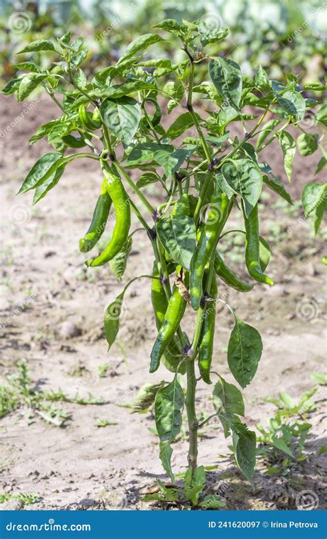 Green Ripe Hot Chili Pepper On The Plant In The Home Garden Or On The