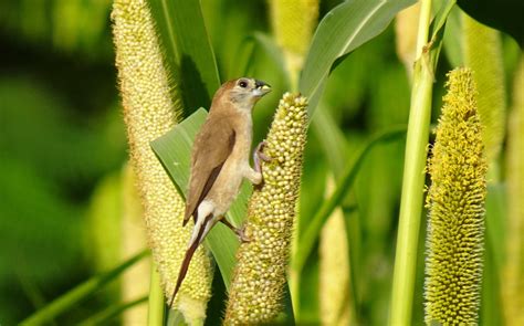 Bird Indian Silverbill - Free photo on Pixabay - Pixabay