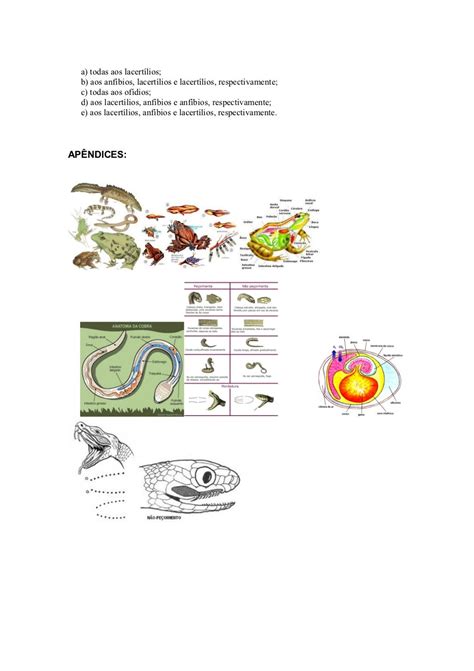 Plano De Aula 6 Anfíbios E Repteis