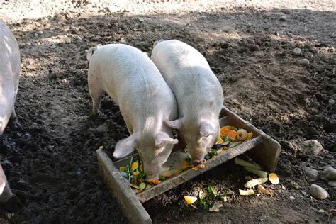 How To Bottle Feed Piglets Correctly