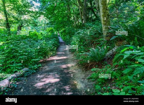 A Trail At Dash Point State Park In Summer Located In Washington State
