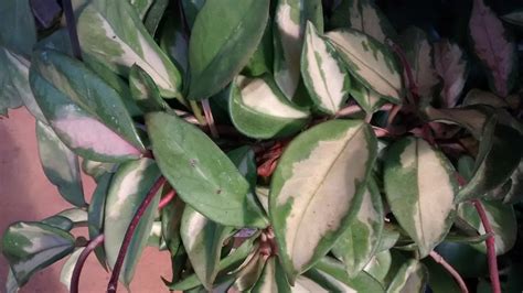 Hoya Carnosa Flor De Cera Para Mi Jardín