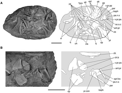 First Occurrence Of A Mawsoniid Coelacanth In The Early Jurassic Of Europe