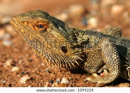 Desert Dweller: A Bearded Dragon In The Late Day Sun Of Australia'S ...