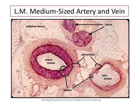 Vascular Prac Histology