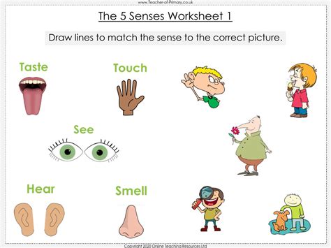 The 5 Senses Worksheet Science Year 1 Worksheets Library