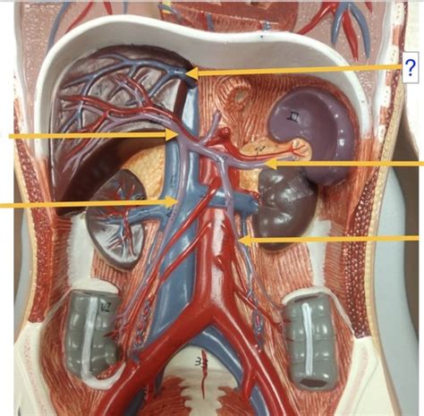 Anatomy Lab Torso Blood Vessels Flashcards Quizlet