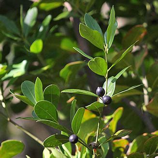 Acokanthera Oppositifolia Common Poison Bush