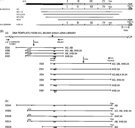 Diagrammatic Representation Of Xenopus Synexin CDNAs A Isolation Of