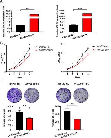 Overexpression Of Sfrp Represses The Ability Of Cell Proliferation And