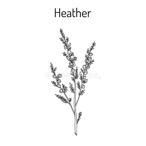 Branch Of Heather With Purple Flowers Set Symbol Of Good Luck