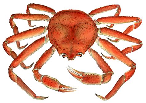 Snow Crab Image Business Use Charting Nature