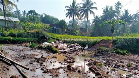 Petani Di Bandung Barat Gagal Panen Gegara Sawah Terendam Banjir Era Id