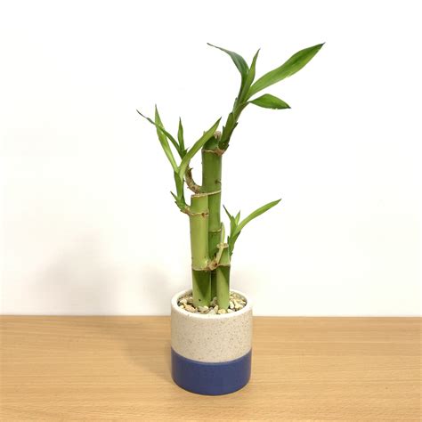 Speck Vase Small With 3 Lucky Bamboo Stalks Eve S Garden Gifts