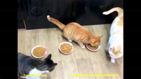 Funny Cats Funny Cat Videos Funny Cats Compilation 2015 Youtube