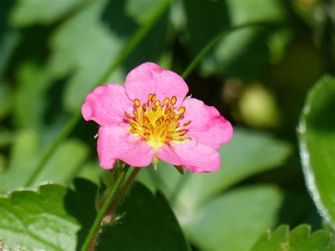 X Wallpaper Pink And Yellow Flower Peakpx