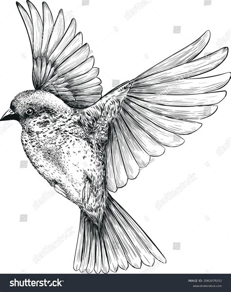 Bird Sparrow Flight Wings Black White Stock Vector (Royalty Free) 2062079252 | Shutterstock