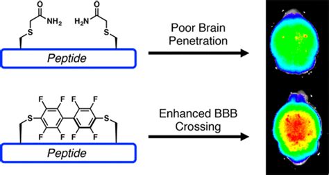 Perfluoroarene Based Peptide Macrocycles To Enhance Penetration Across