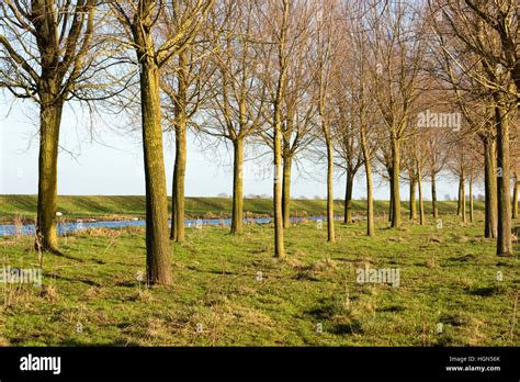 Willow Trees Grown To Make Cricket Bats Growing At The Side Of The Old