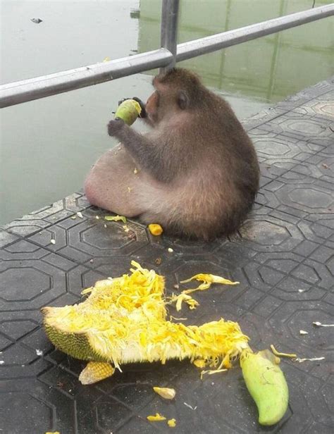 This Obese Monkey Is Going To Fat Camp (10 pics)