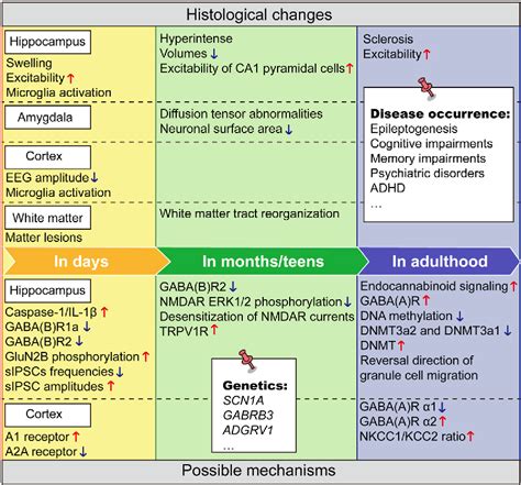 Figure 1 From The Long Term Neurodevelopmental Outcomes Of Febrile