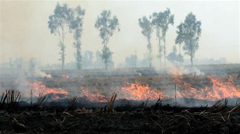 Some Punjab Haryana Farmers Manipulating Crop Burning Timing To Evade