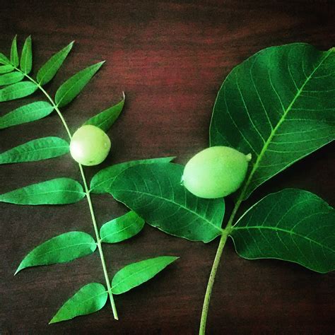 The Tale of Two Walnuts - Nitty Gritty Life