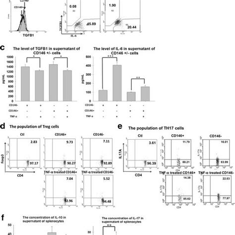 Immunomodulation Of Cd146 And Cd146 Cells In Vitro Il 6 And Tgf β1