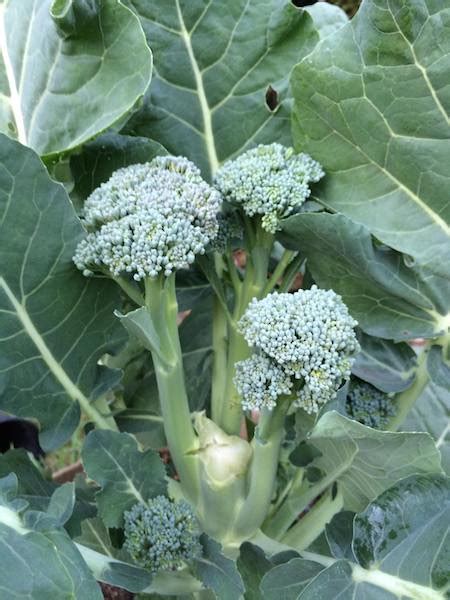 Broccoli Varieties, Types of Broccoli, Varieties of Broccoli