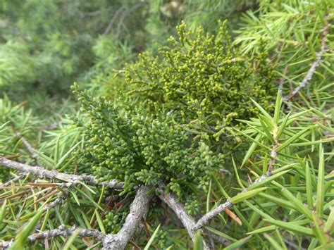 Juniperus Communis Var Saxatilis Pall 1789 Pflanzengallen Dr Hans Buhr