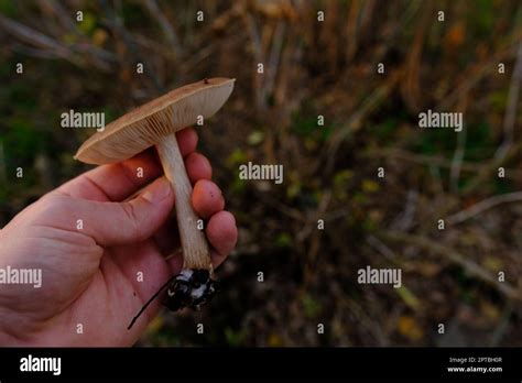 Deer Mushroom Pluteus Cervinus On A Birch Tree Stump Among Fooliage