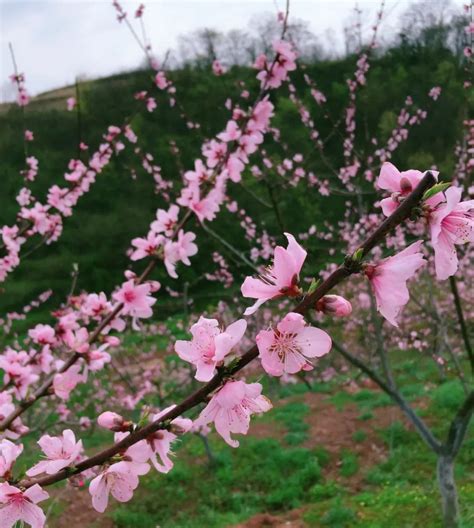 走进乡村38清园桃园：观赏桃花 认领桃树 搜狐大视野 搜狐新闻