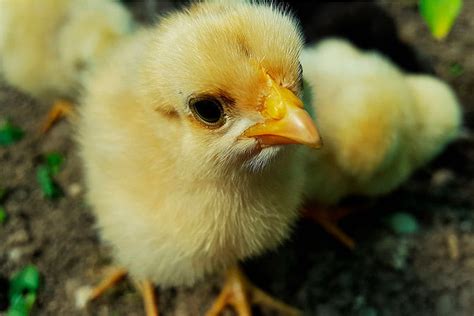 Todo Lo Que Necesita Saber Para Criar Pollitos Gallinas Ponedoras