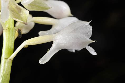 Calanthe Angustifolia Orchidaceae Image 113244 At PhytoImages Siu Edu