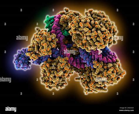 CRISPR Cas9 ARN ADN Complejos El Modelo De Ordenador Que Muestra La