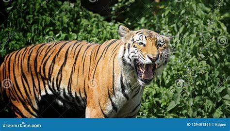 Bengal Tiger in forest stock photo. Image of looking - 129401844