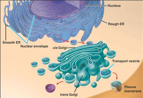 Difference Between Golgi Apparatus And Endoplasmic 58 Off