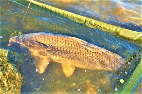 Pesca En El Lago De Salagou Famoso Por Sus Peces Carn Voros Pero