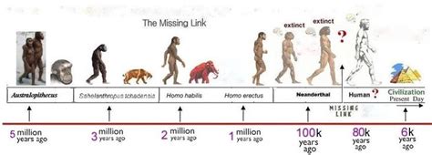 Picture Human Evolution Evolution History Timeline