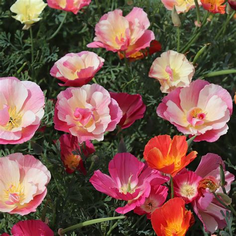 California Poppy Seeds Thai Silk Formula Mix Fontana Seeds