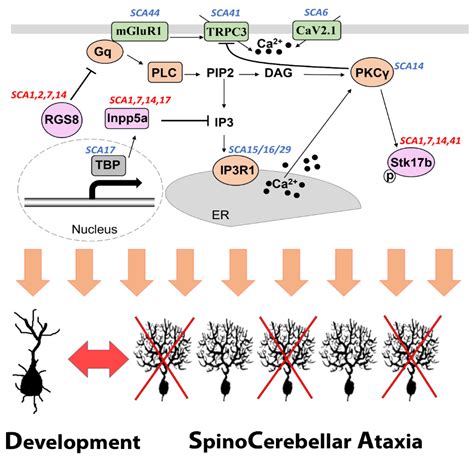 Mglur Pkc In The Pathogenesis Of Spinocerebellar Ataxias