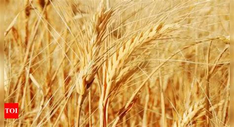 Wheat Sowing Up In First Two Months Of Rabi Season India News